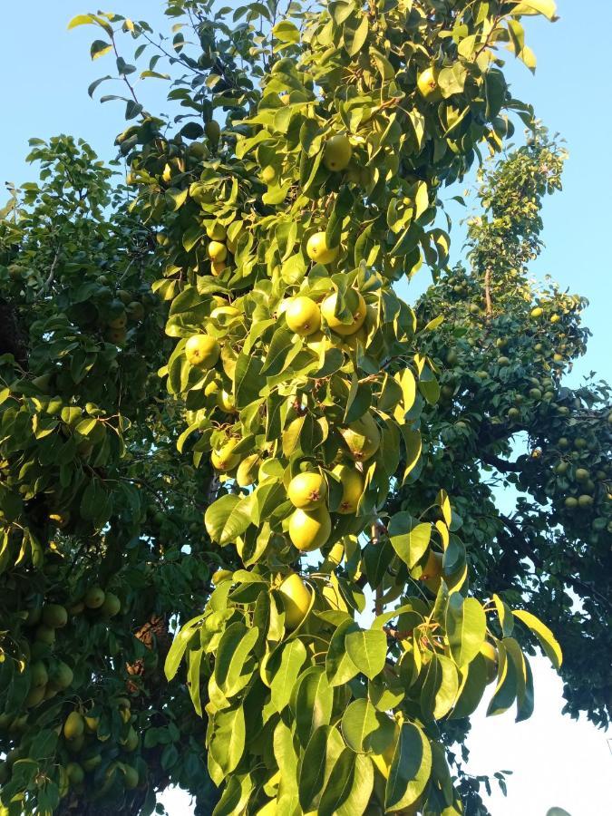 Finca Denunez Villa La Mata  Dış mekan fotoğraf